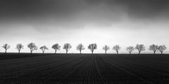 Fourteen Cherry Trees, Cornfield, black and white photography, art, landscape
