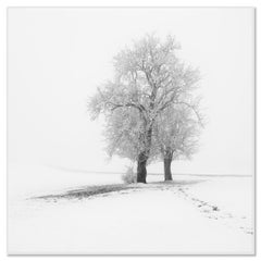 Frosted Trees in Silence, Minimalist Winter Landscape, Limited Edition Photo