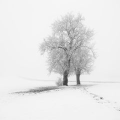 Frosted Trees in Silence, Minimalist Winter Landscape, Limited Edition Photo