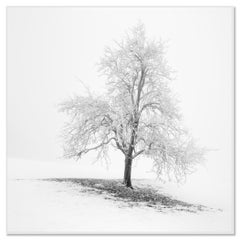Frosted Winter Tree Austria, Minimalist Black and White Fine Art Landscape Photo
