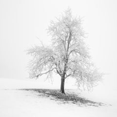 Frosted Winter Tree Austria, Minimalist Black and White Fine Art Landscape Photo