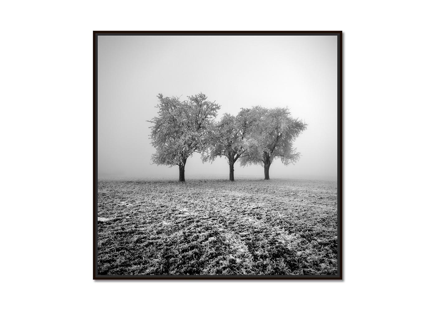 Frozen Apple Trees - Limited Edition, Black and White Landscape Photograph - Gray Black and White Photograph by Gerald Berghammer