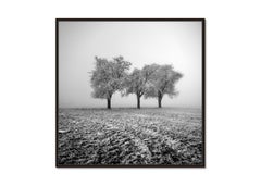 Frozen Apple Trees - minimalist winter landscape
