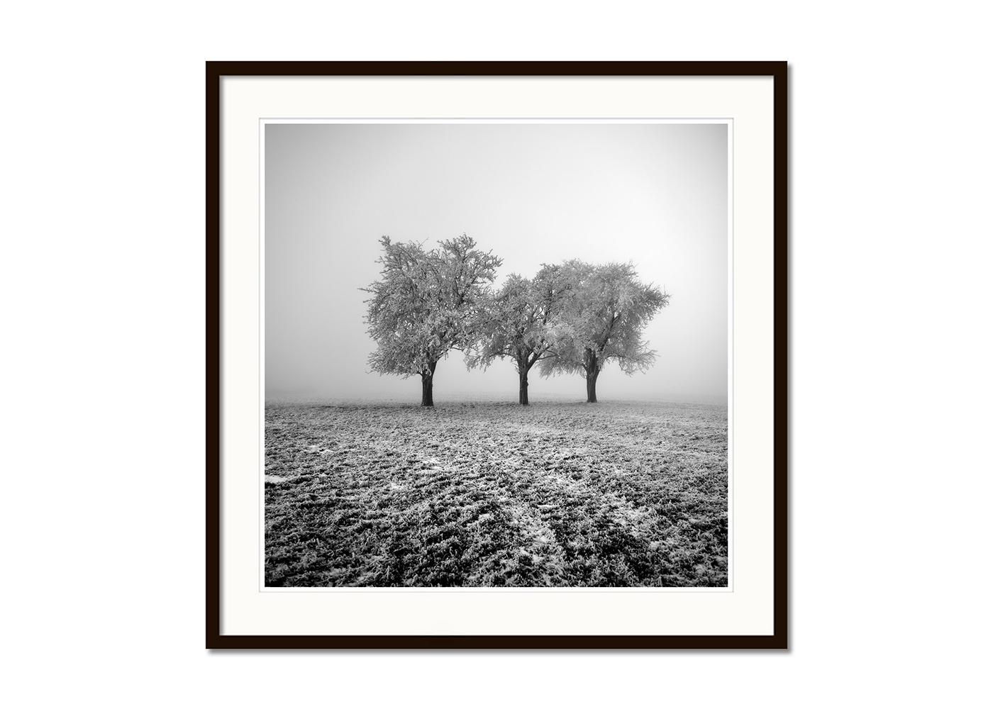 Frozen Apple Trees - Limited Edition, Black and White Landscape Photograph For Sale 1