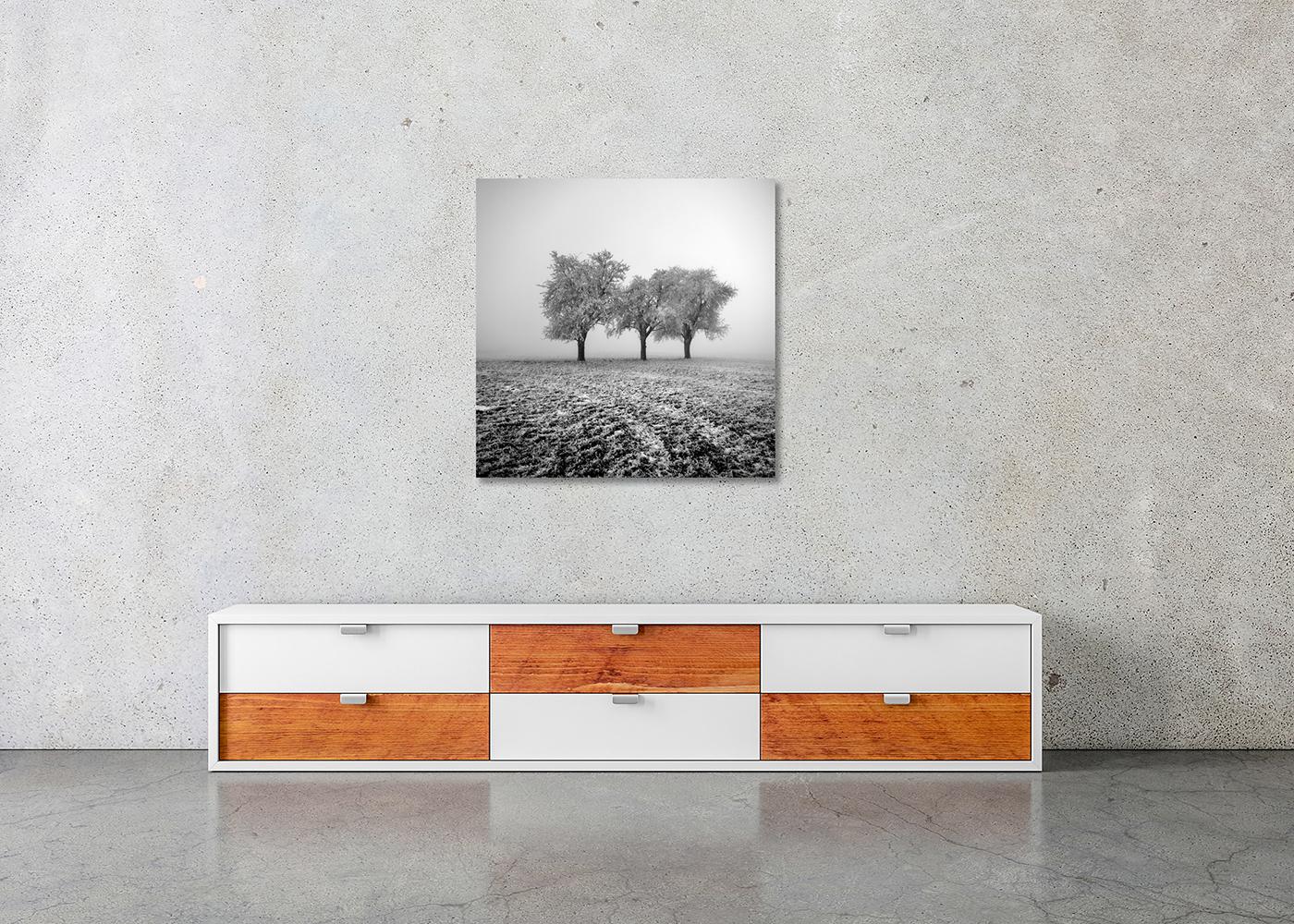 Frozen Apple Trees - Limited Edition, Black and White Landscape Photograph For Sale 4