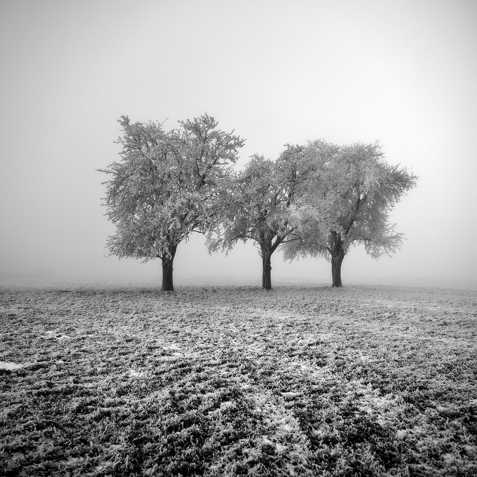Frozen Apple Trees - Limited Edition, Black and White Landscape Photograph