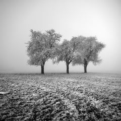 Meli congelati - Edizione limitata, fotografia di paesaggio in bianco e nero