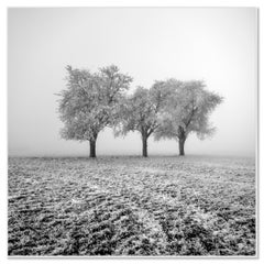Pommiers gelés – Paysage hivernal minimaliste, photographie en édition limitée