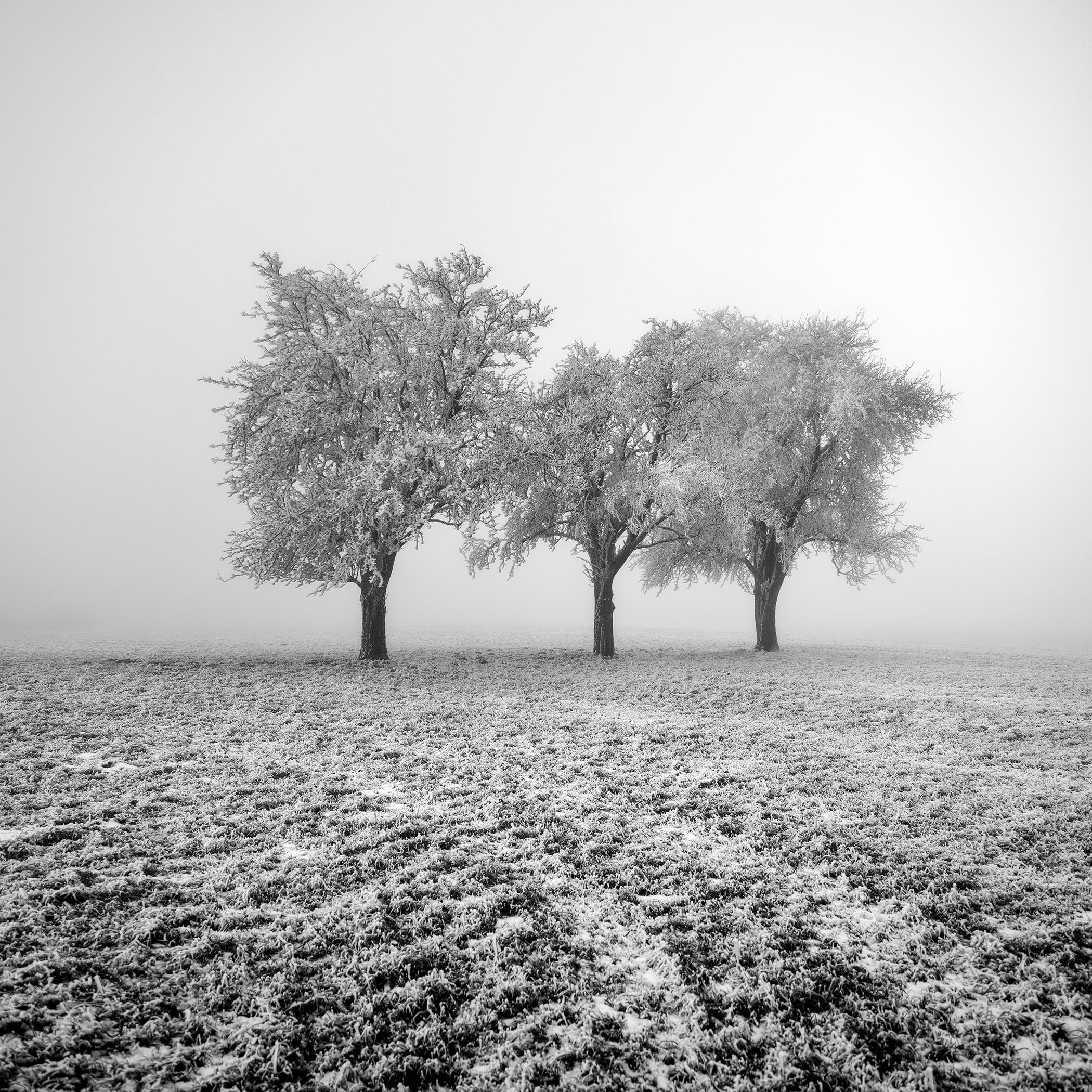Vereiste Apfelbäume – Minimalistische Winterlandschaft, Fotografie in limitierter Auflage