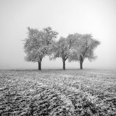 Pommiers gelés – Paysage hivernal minimaliste, photographie en édition limitée
