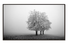 „Frozen Apple Trees Panorama“ Landschaftsfotografie in limitierter Auflage von Gerald Berghammer
