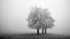 "Frozen Apple Trees Panorama"  limited landscape photograph by Gerald Berghammer