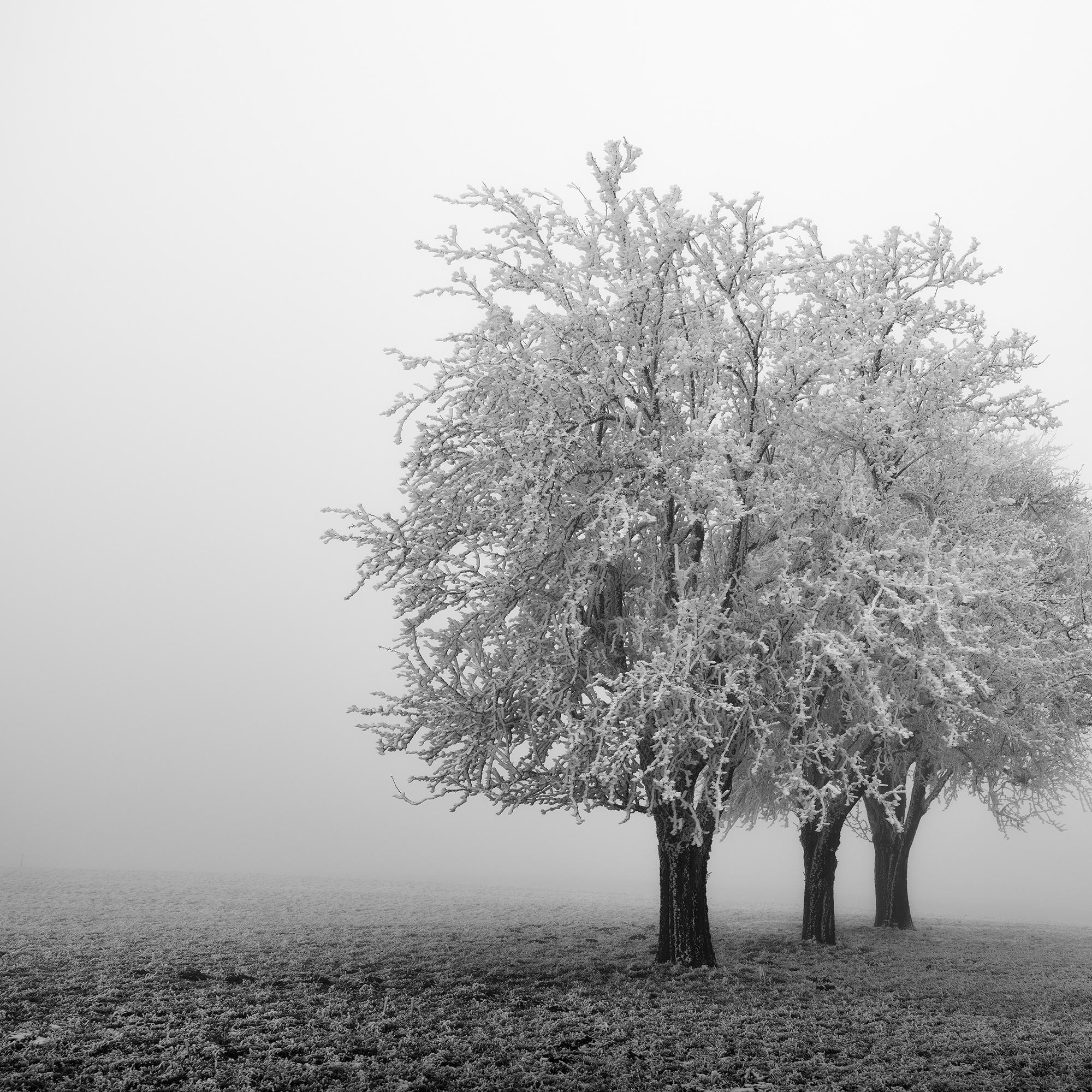 Frozen Apple Trees Panorama, monochrome winter For Sale 5