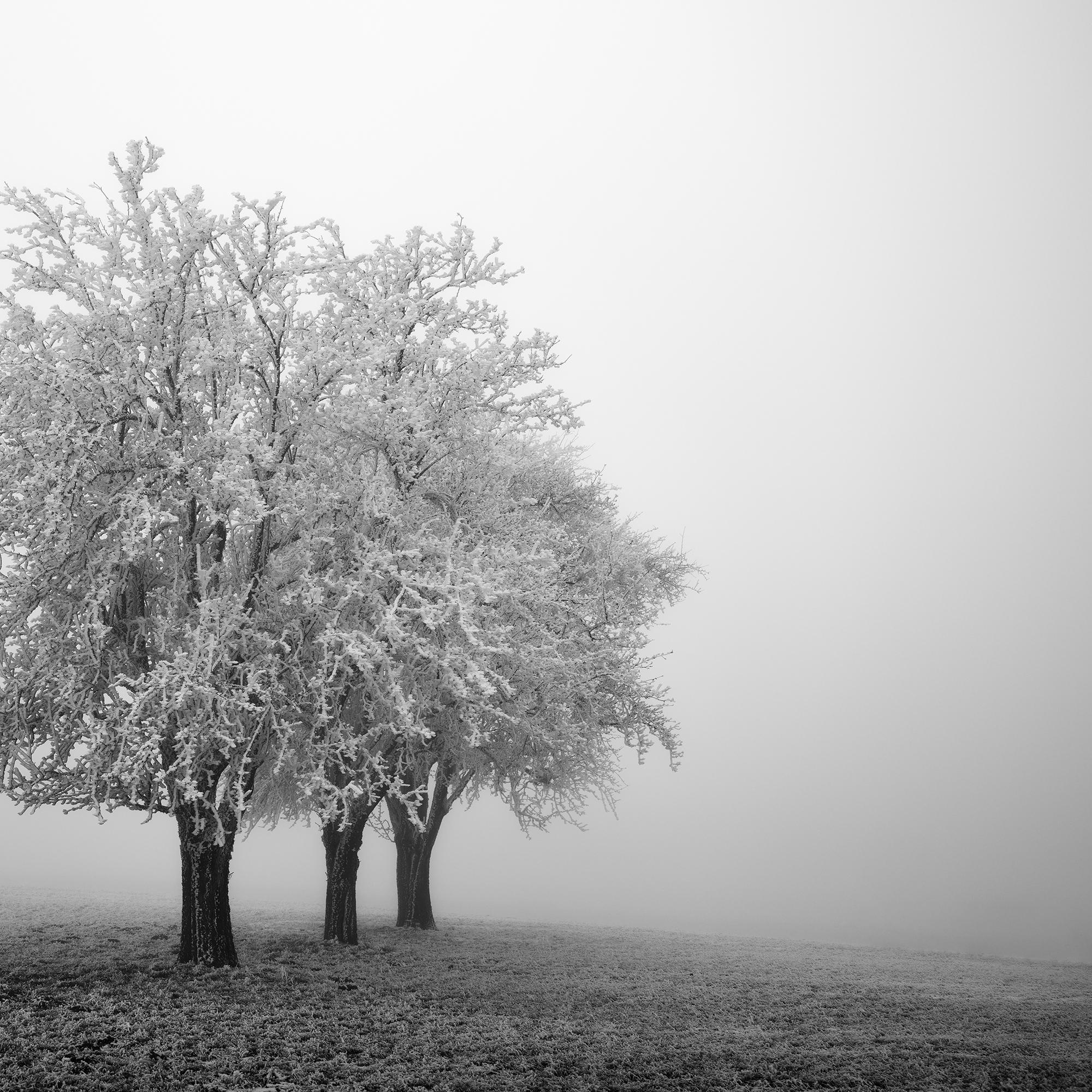 Frozen Apple Trees Panorama, monochrome winter For Sale 6