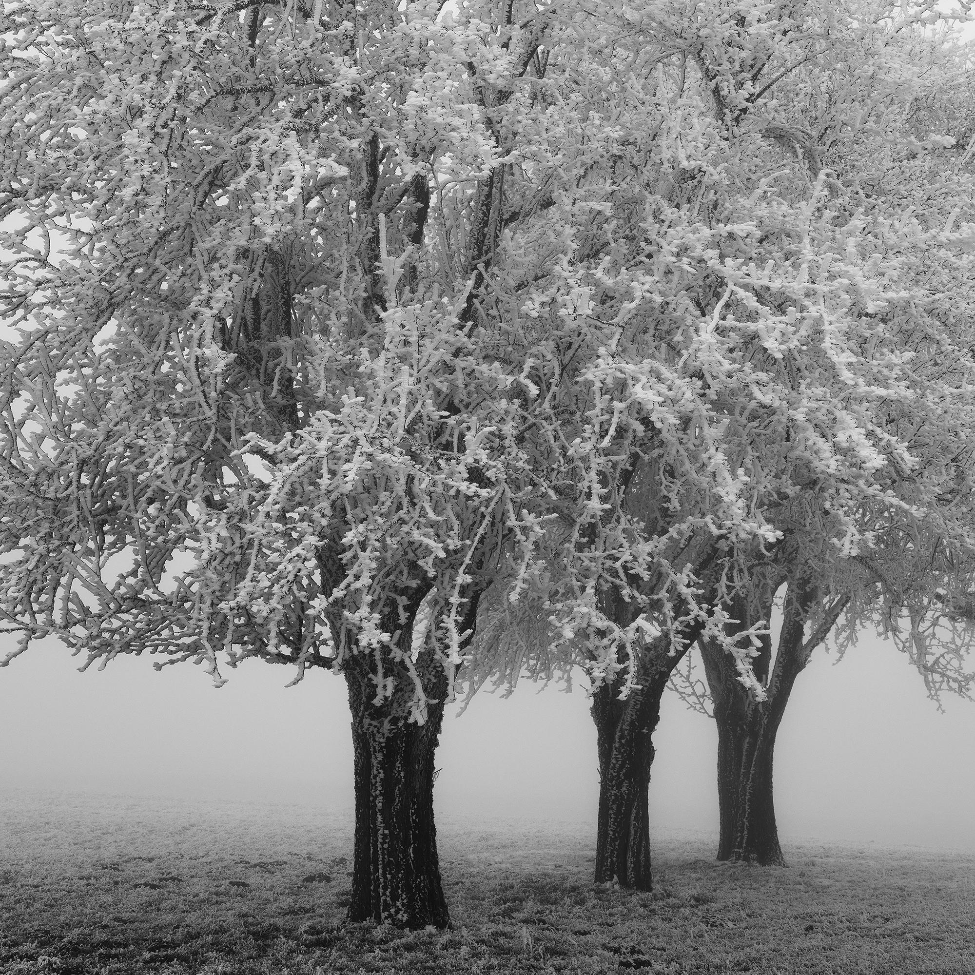 Frozen Apple Trees Panorama, monochrome winter For Sale 7