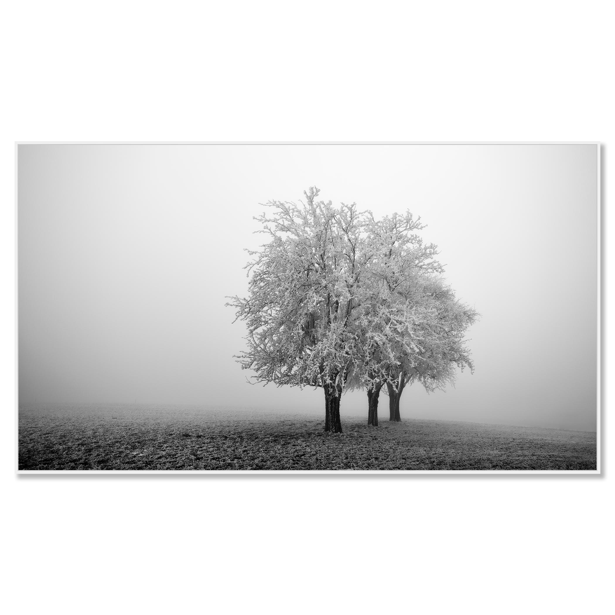 Frozen Apple Trees Panorama, monochrome winter - Contemporary Photograph by Gerald Berghammer