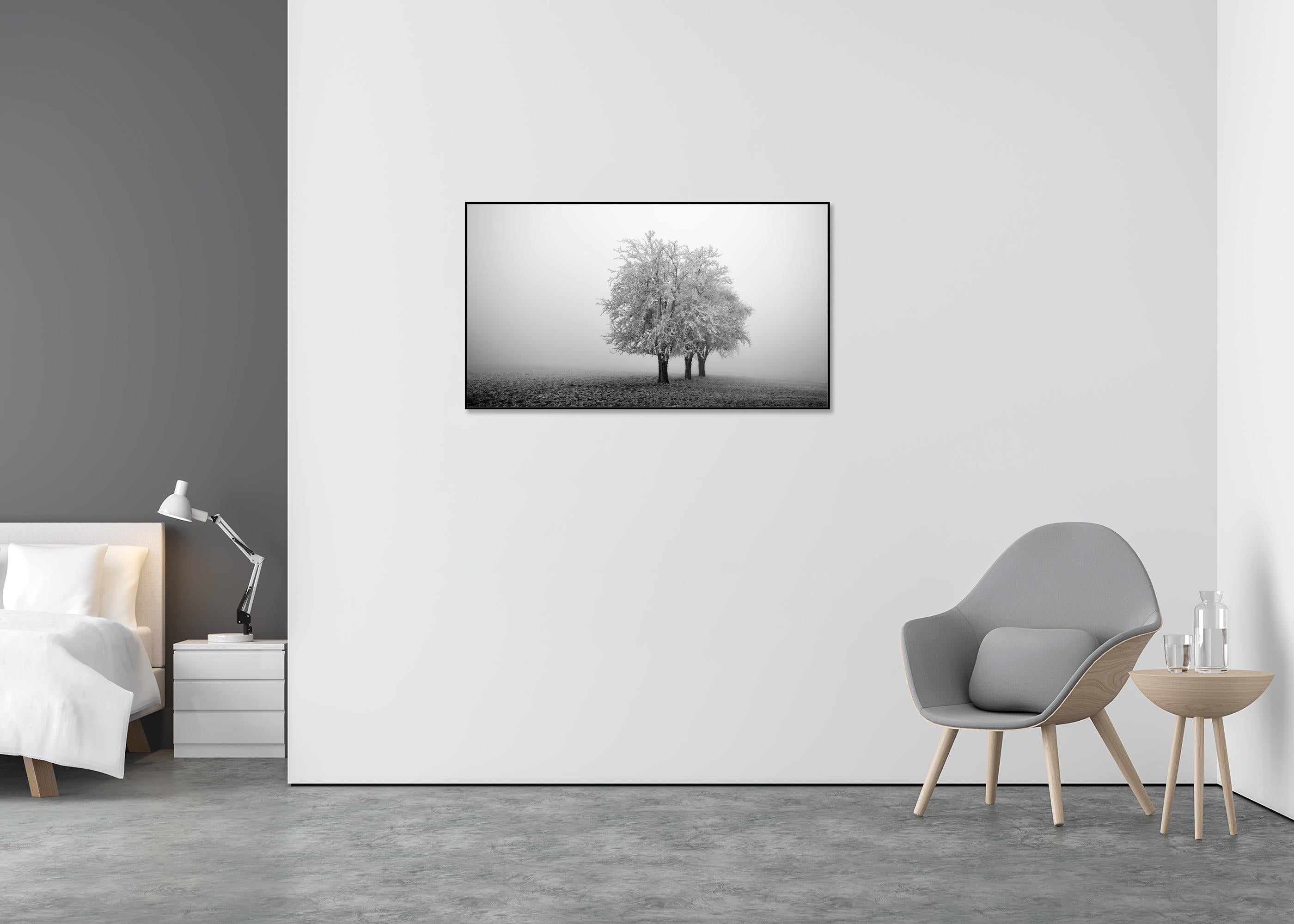 Frozen Apple Trees Panorama, monochrome winter - Gray Landscape Photograph by Gerald Berghammer