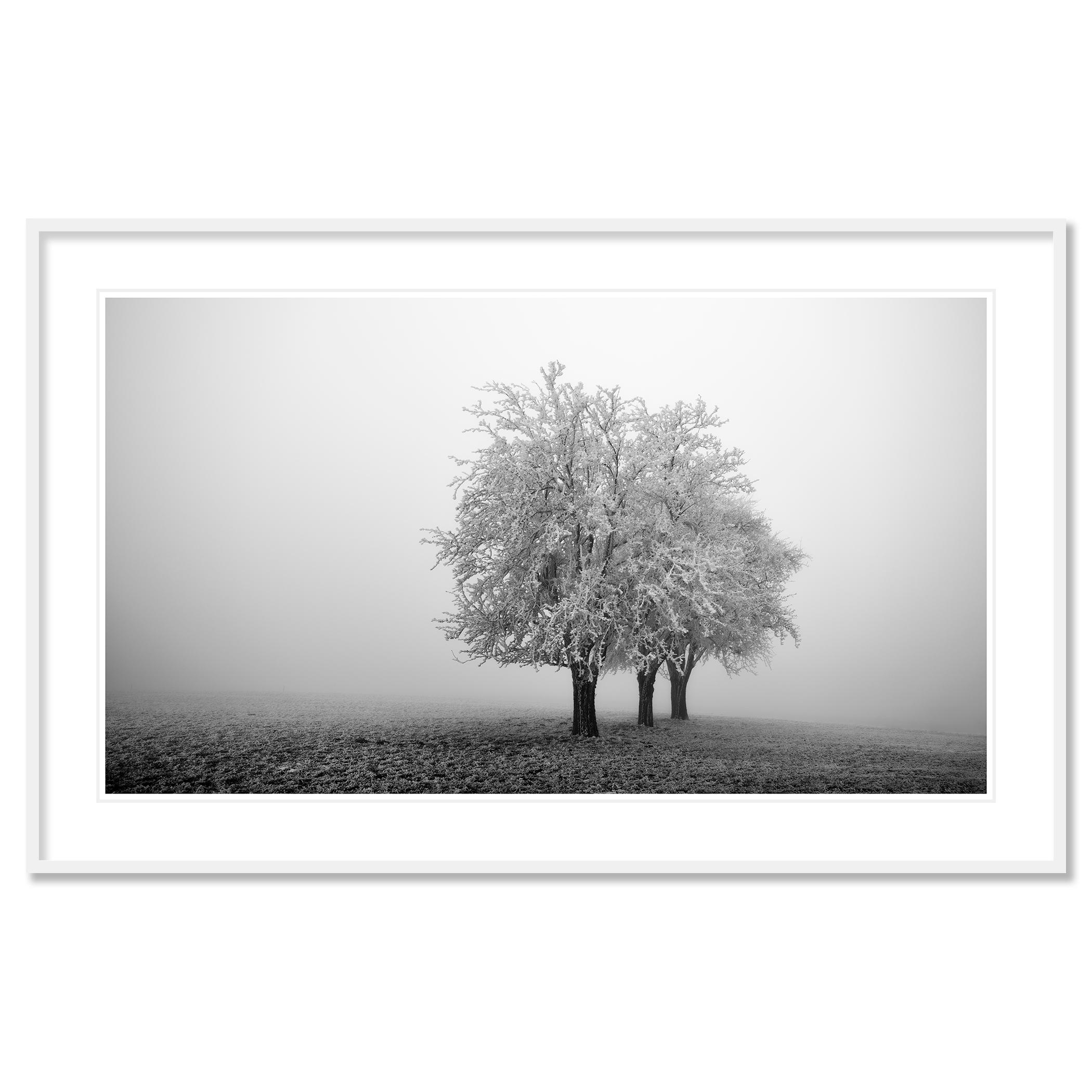 Frozen Apple Trees Panorama, monochrome winter For Sale 1