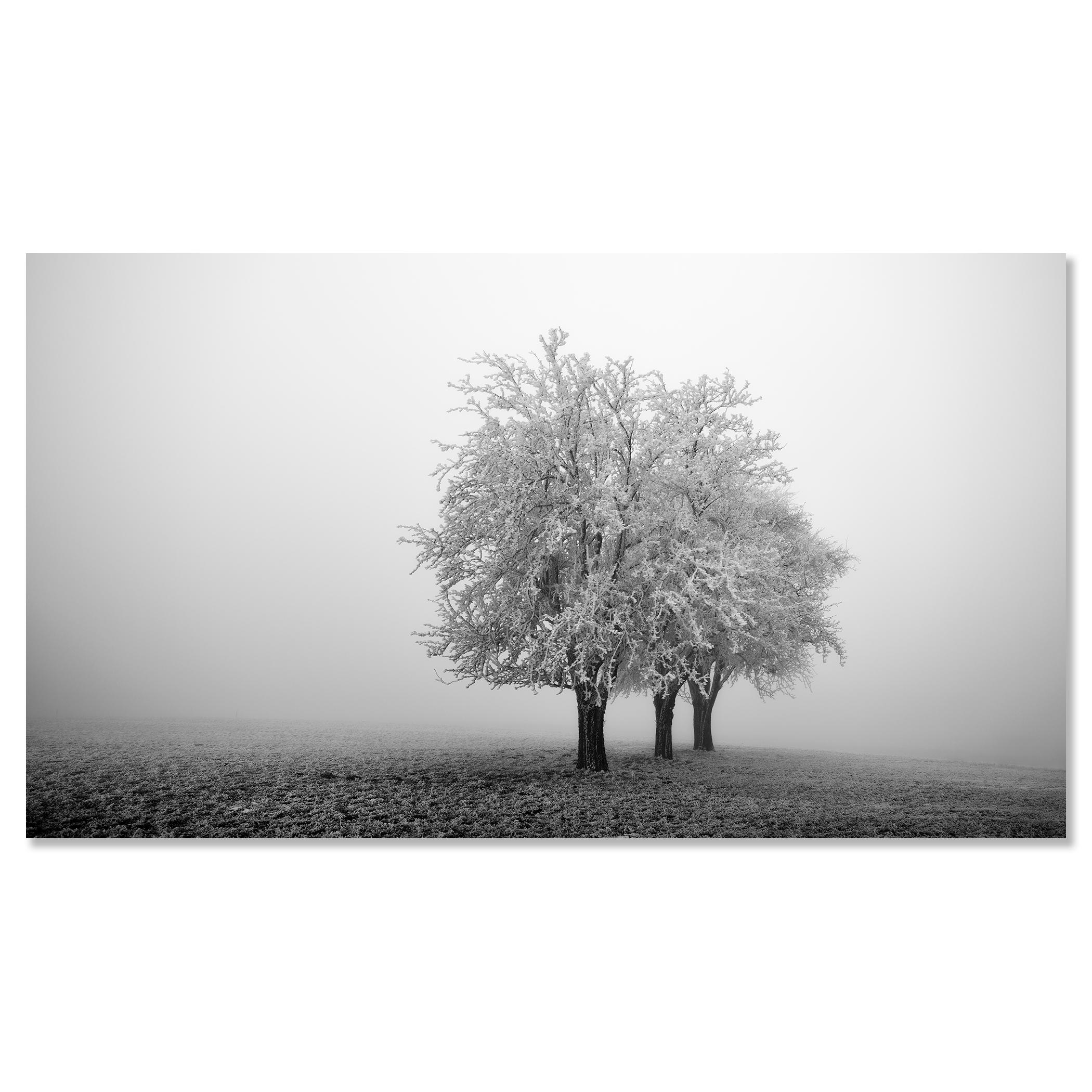 Frozen Apple Trees Panorama, monochrome winter For Sale 3