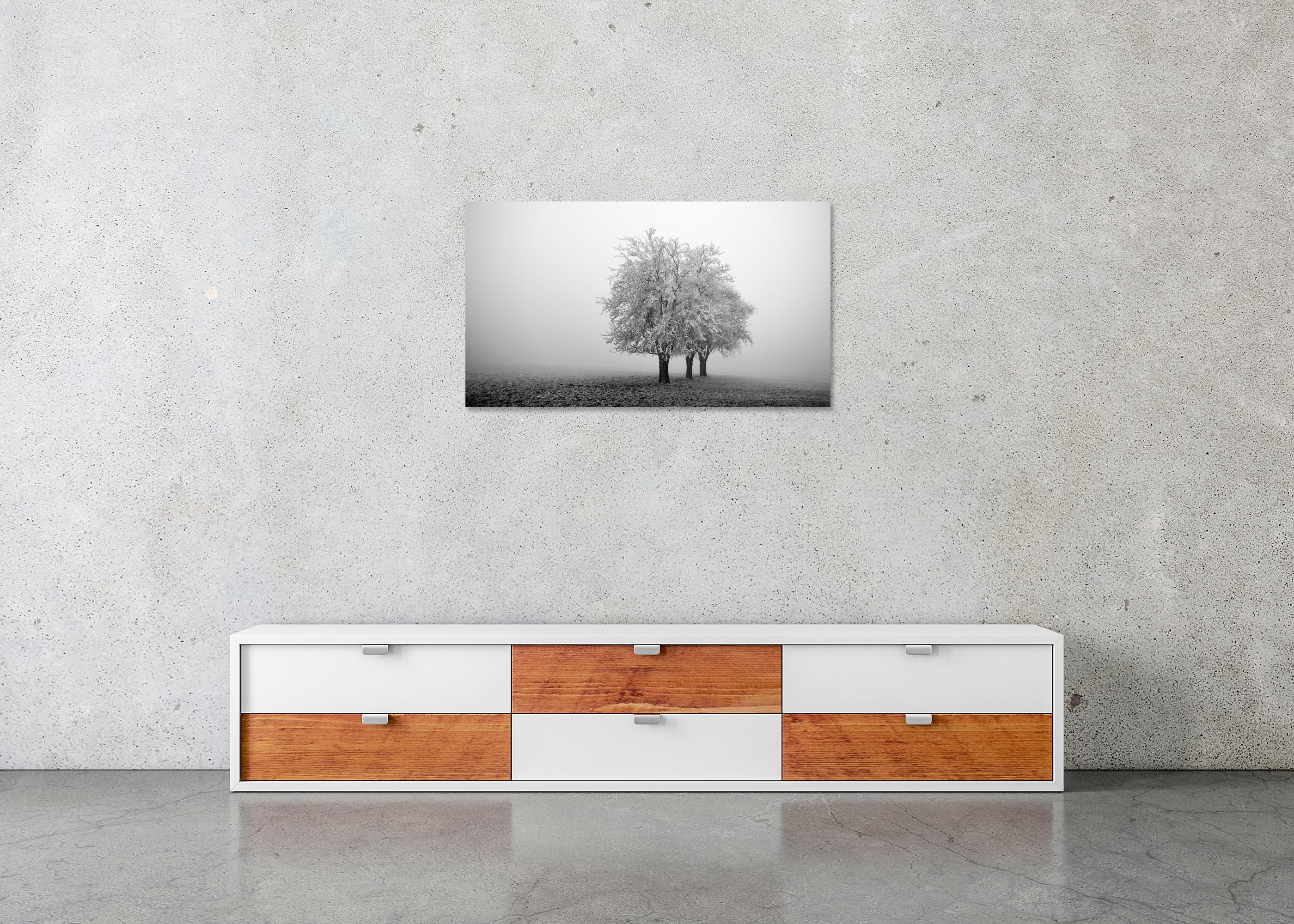 Frozen Apple Trees Panorama, monochrome winter For Sale 4