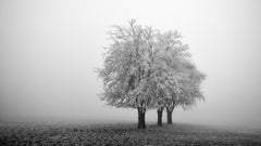 Panorama di meli congelati, fotografia invernale monocromatica, stampa in edizione limitata