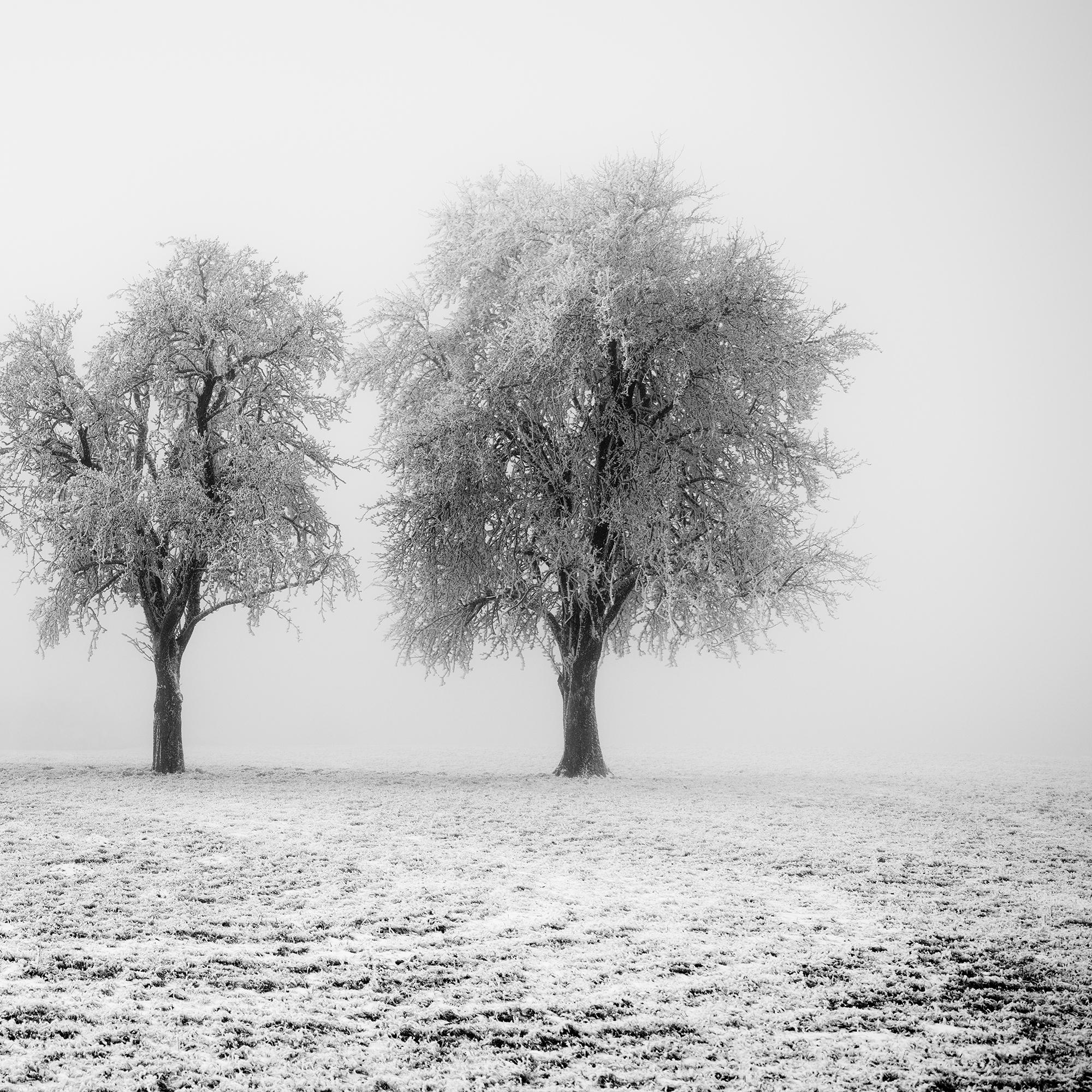 Frozen Apple Trees Panorama limited edition For Sale 6