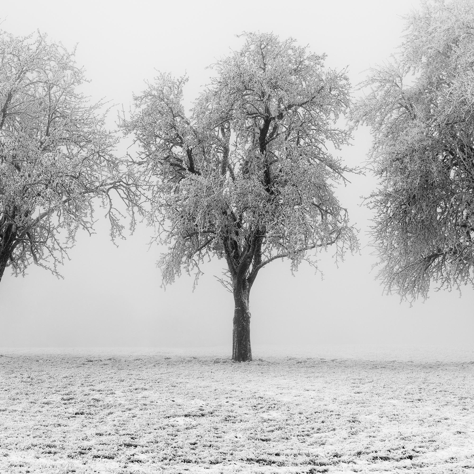 Frozen Apple Trees Panorama limited edition For Sale 7