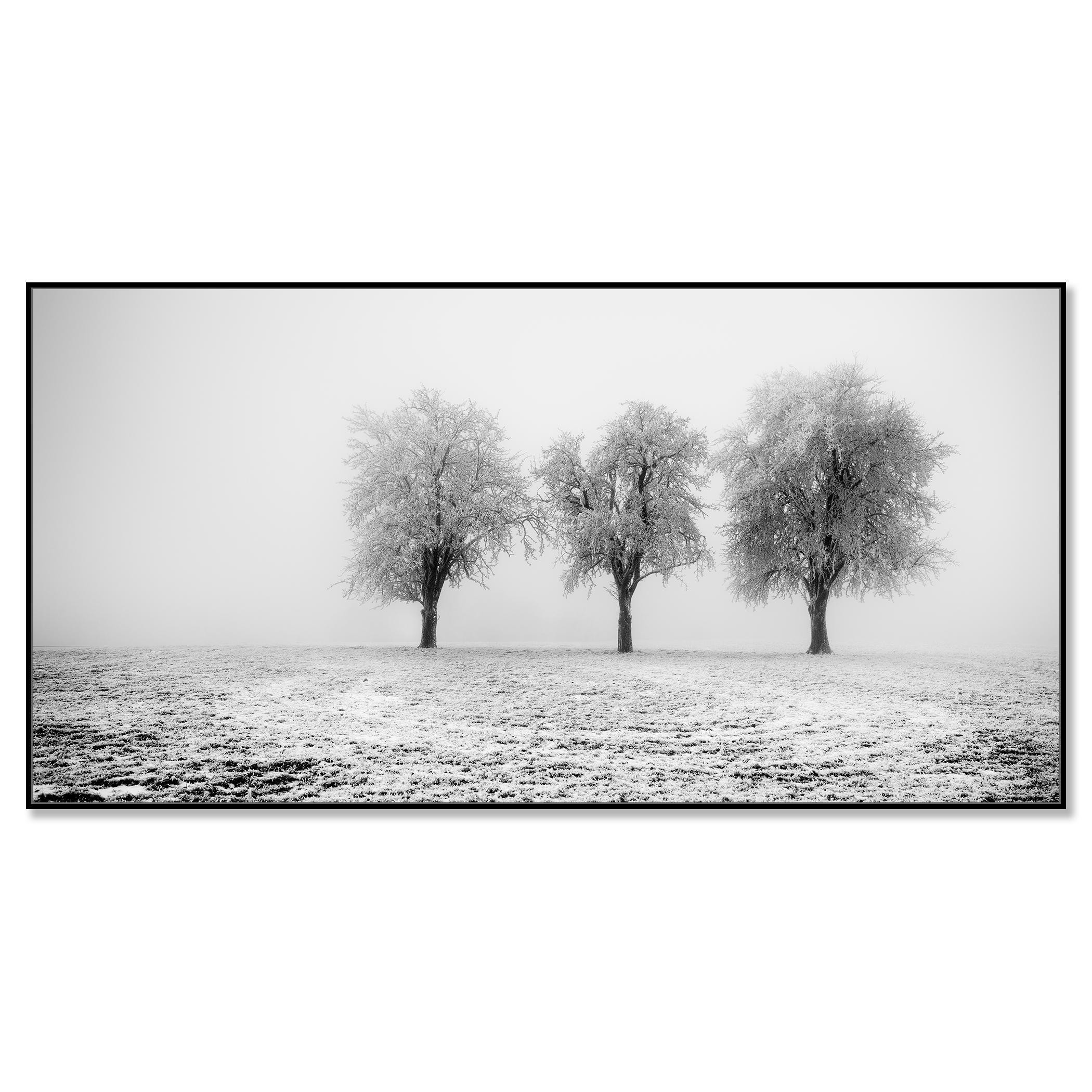 Frozen Apple Trees Panorama limited edition - Photograph by Gerald Berghammer
