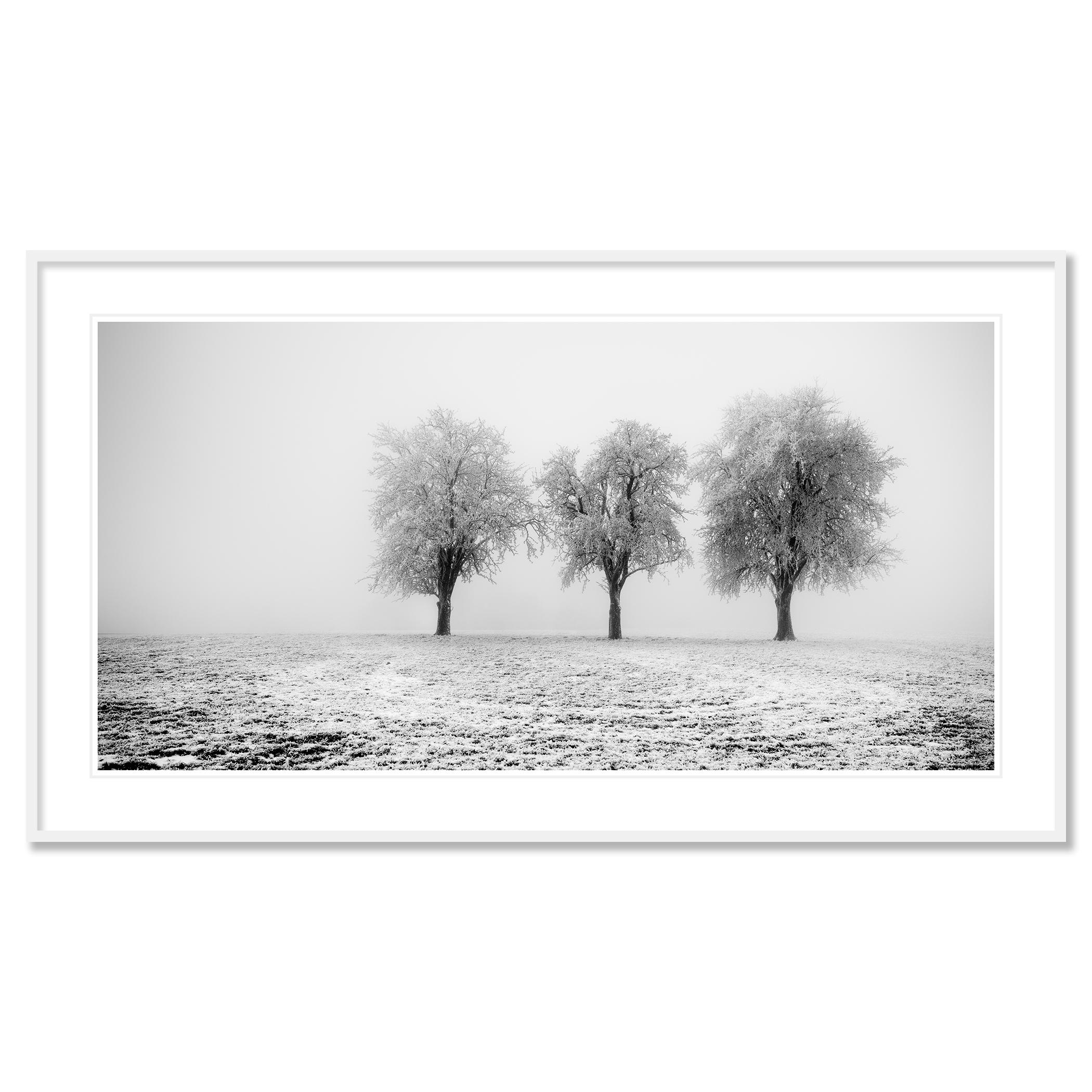 Frozen Apple Trees Panorama limited edition For Sale 1
