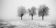 Alberi di mele congelati, fotografia panoramica, edizione limitata, stampa mono art.