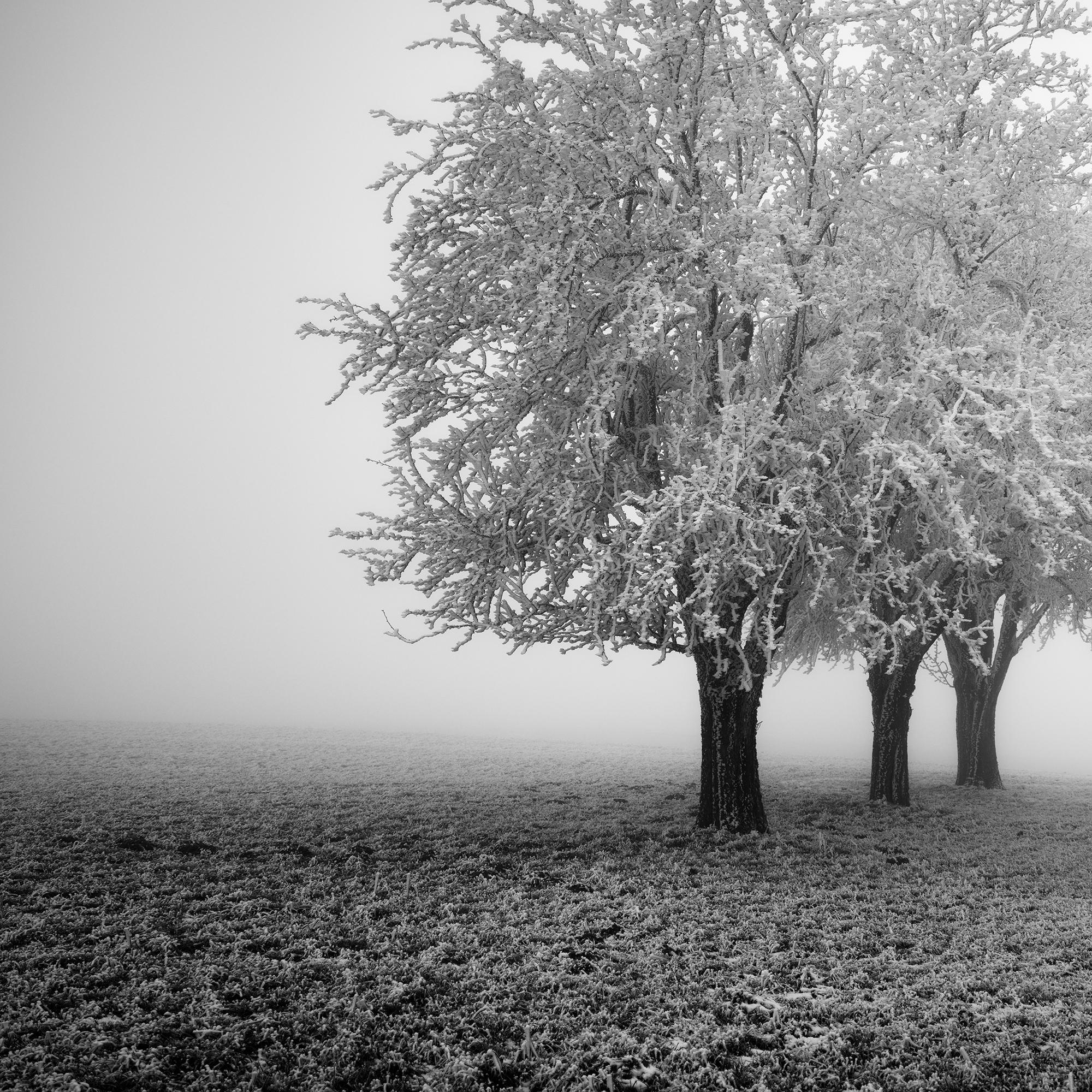 Frozen Apple Trees, Winter Farmland, Hoarfrost, minimalist For Sale 5