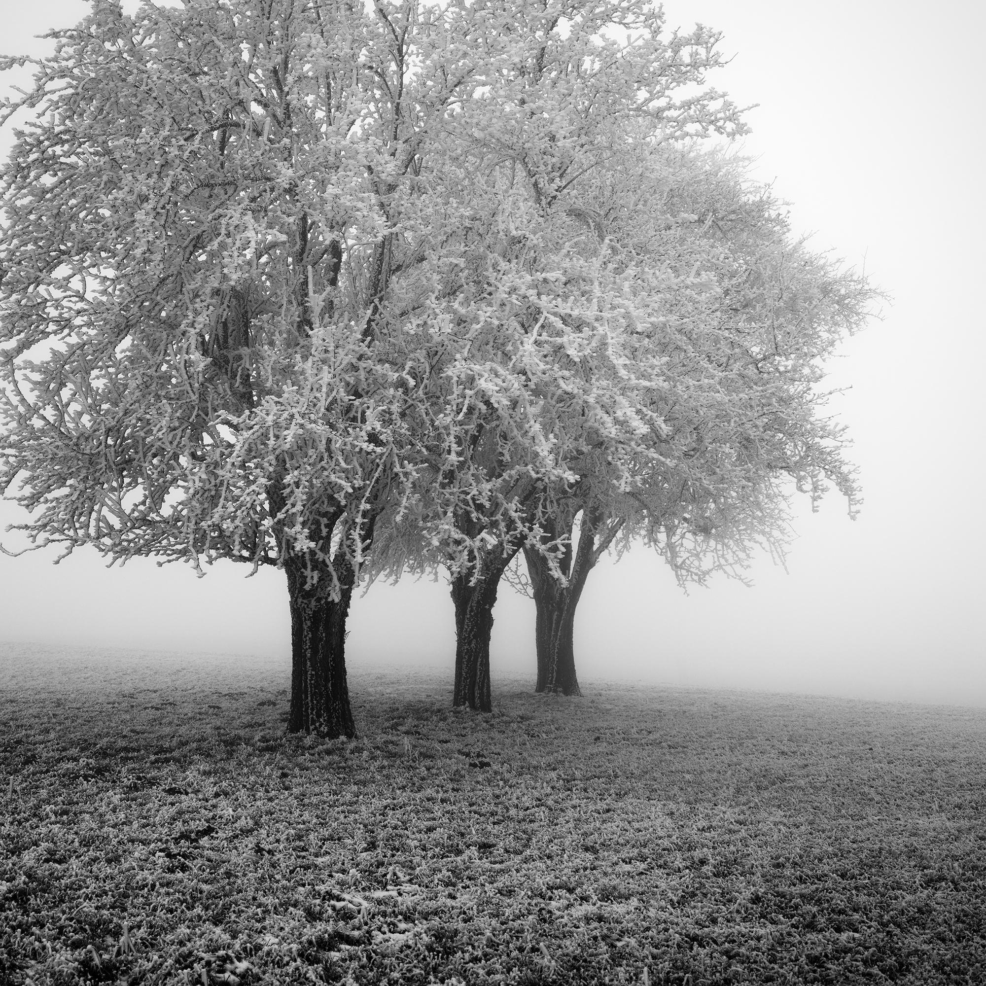 Frozen Apple Trees, Winter Farmland, Hoarfrost, minimalist For Sale 6