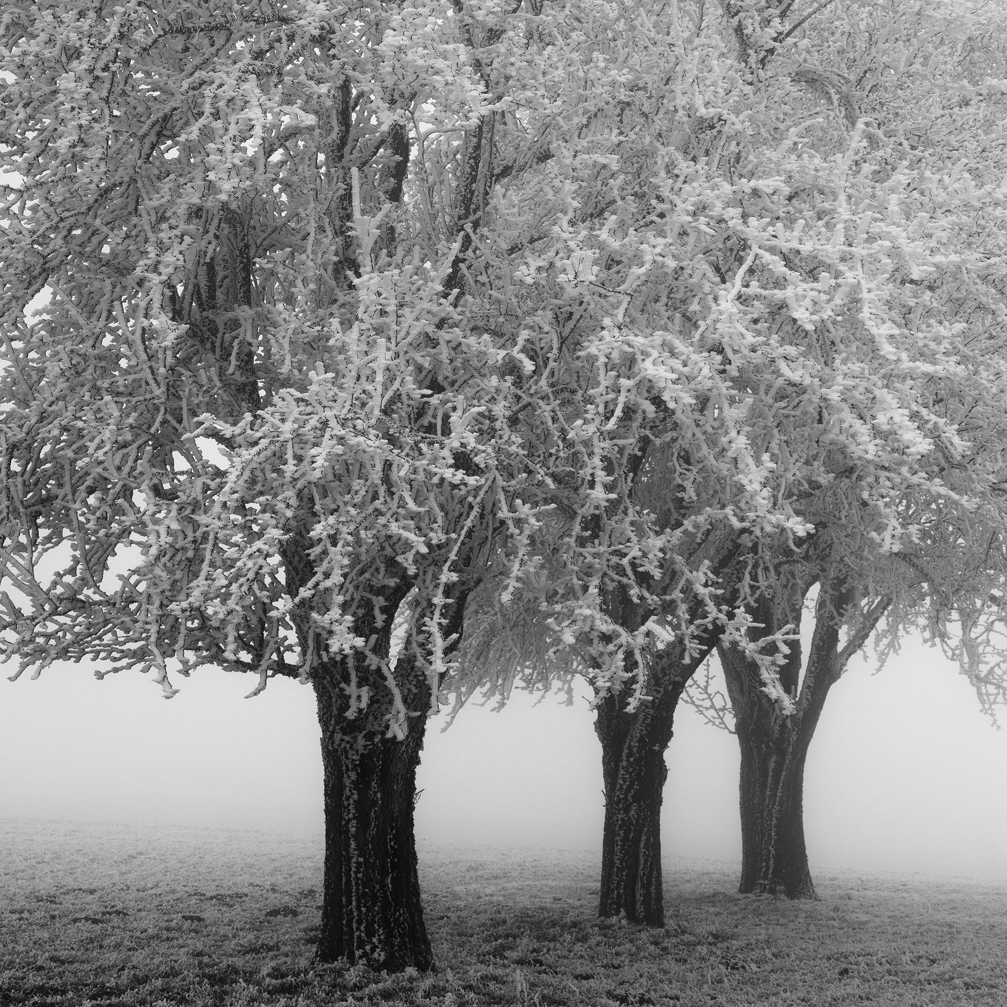 Frozen Apple Trees, Winter Farmland, Hoarfrost, minimalist For Sale 7