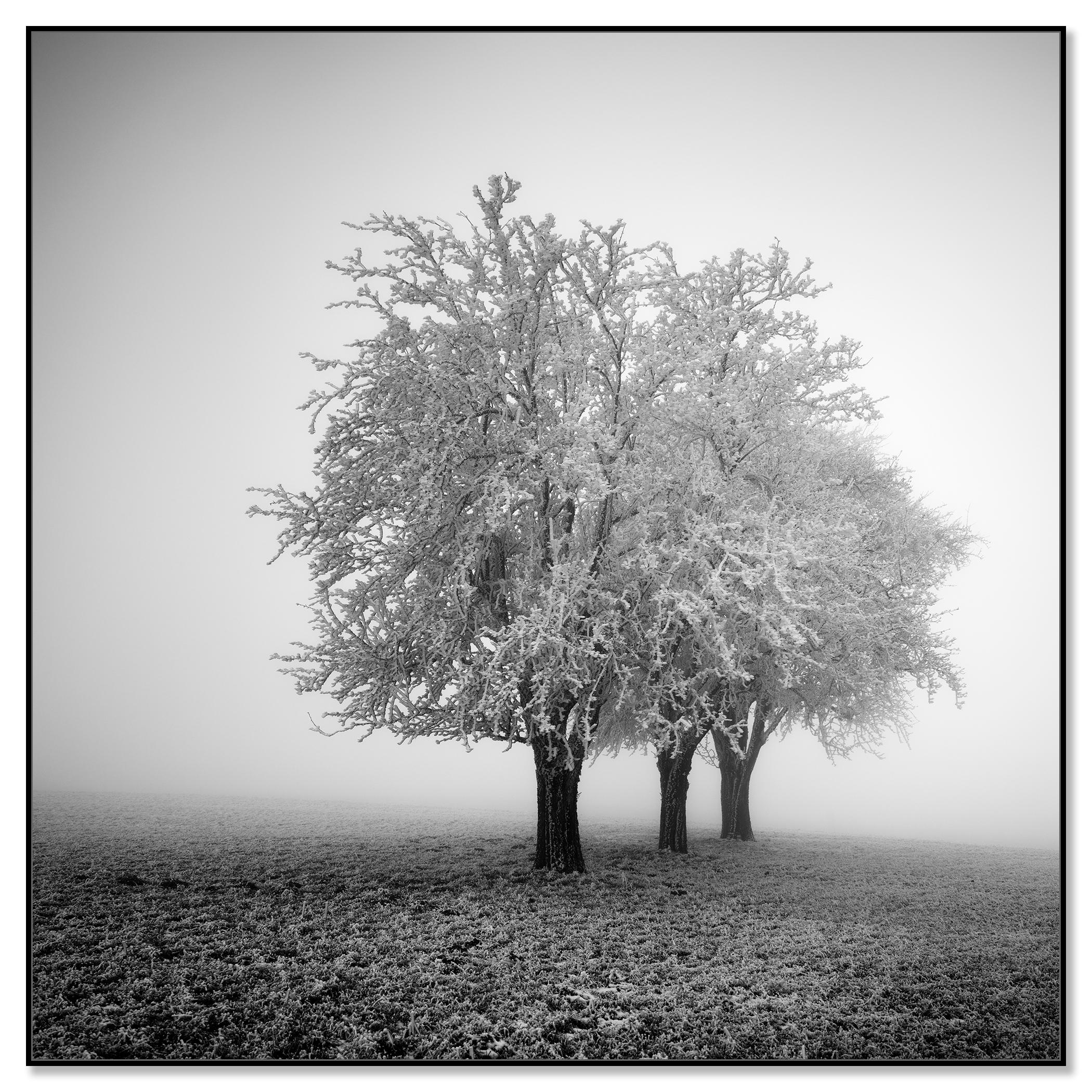 Frozen Apple Trees, Winter Farmland, Hoarfrost, minimalist - Photograph by Gerald Berghammer