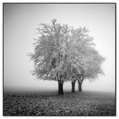 Frozen Apple Trees, Winter Farmland, Hoarfrost, minimalist