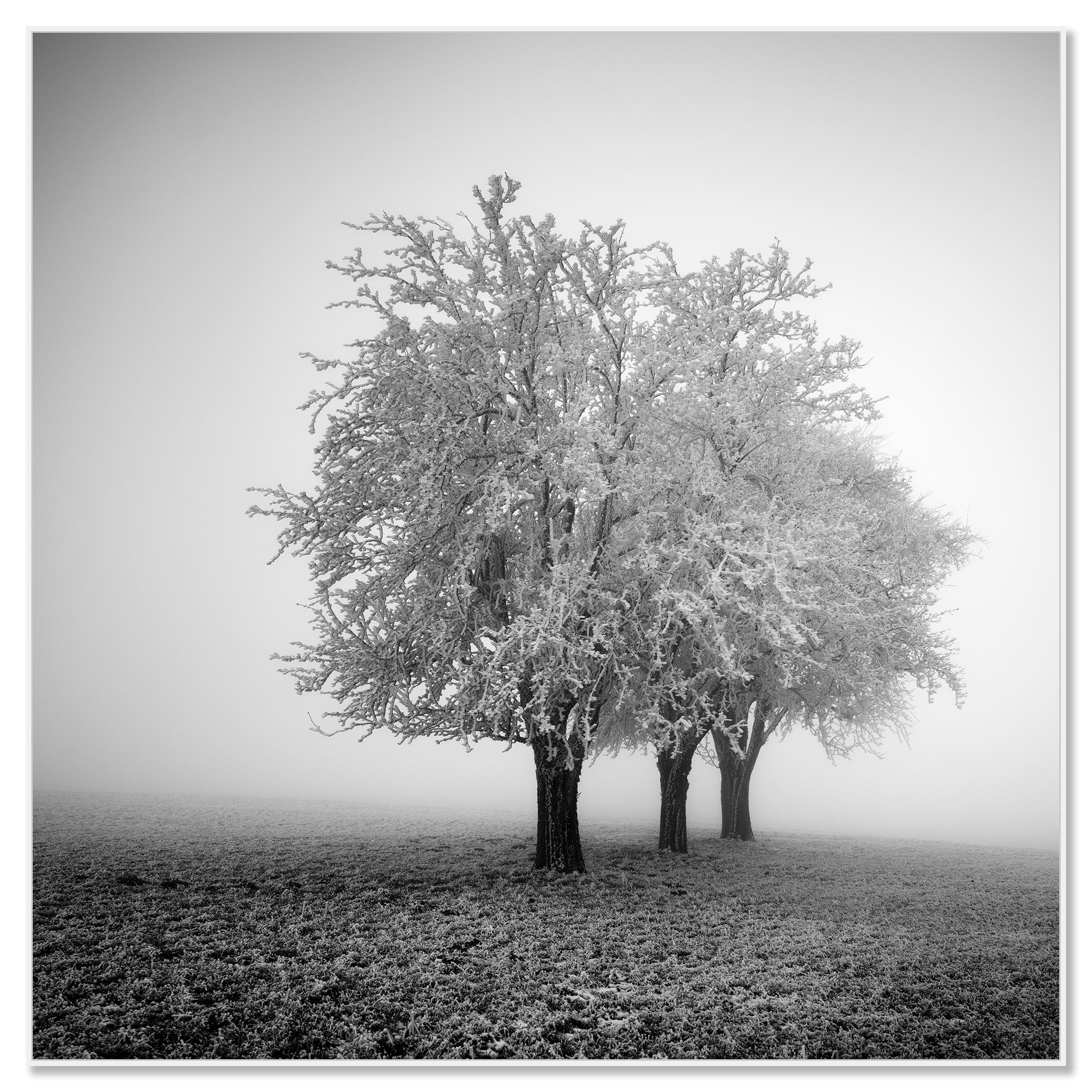 Frozen Apple Trees, Winter Farmland, Hoarfrost, minimalist - Contemporary Photograph by Gerald Berghammer
