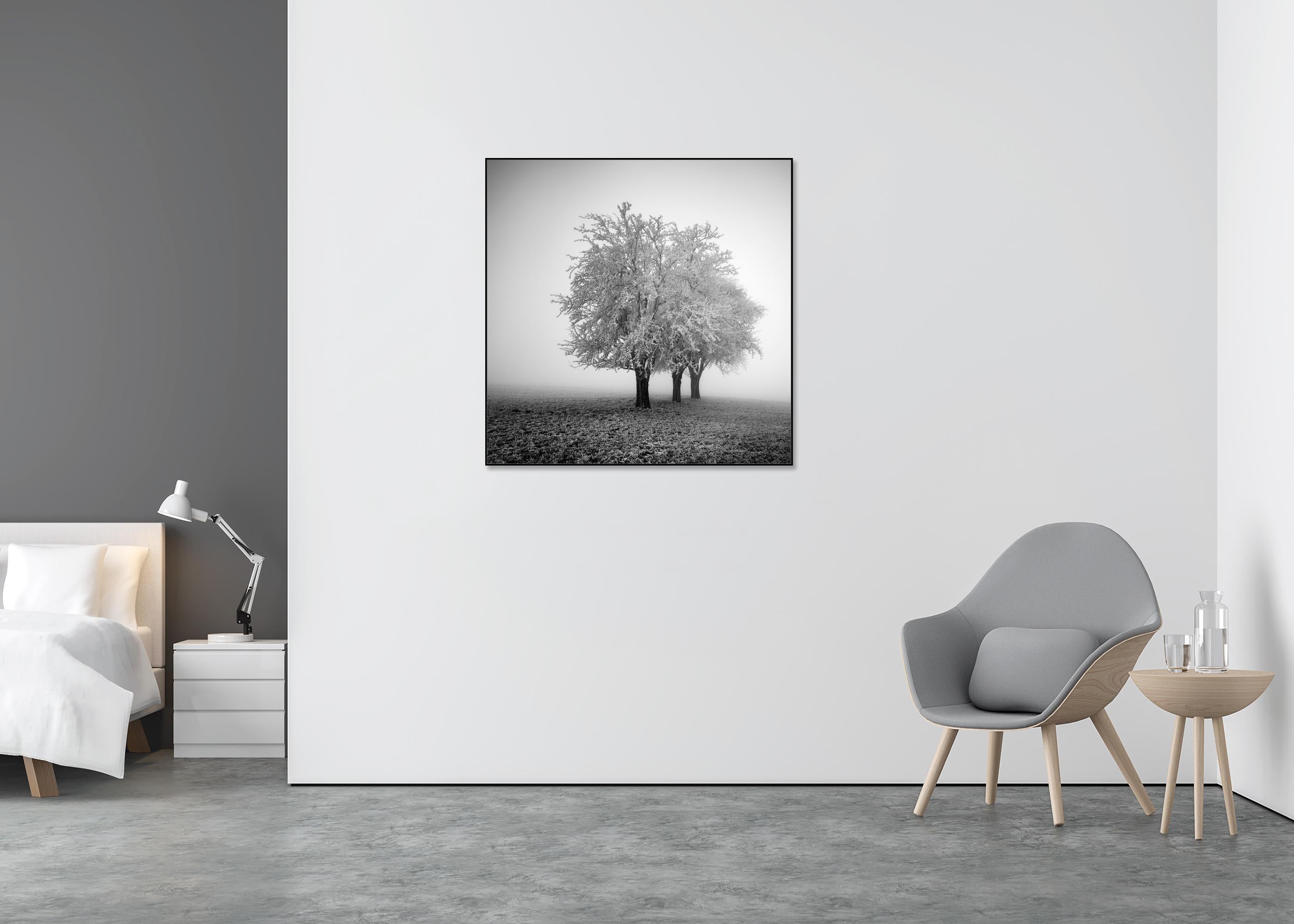 Frozen Apple Trees, Winter Farmland, Hoarfrost, minimalist - Gray Landscape Photograph by Gerald Berghammer