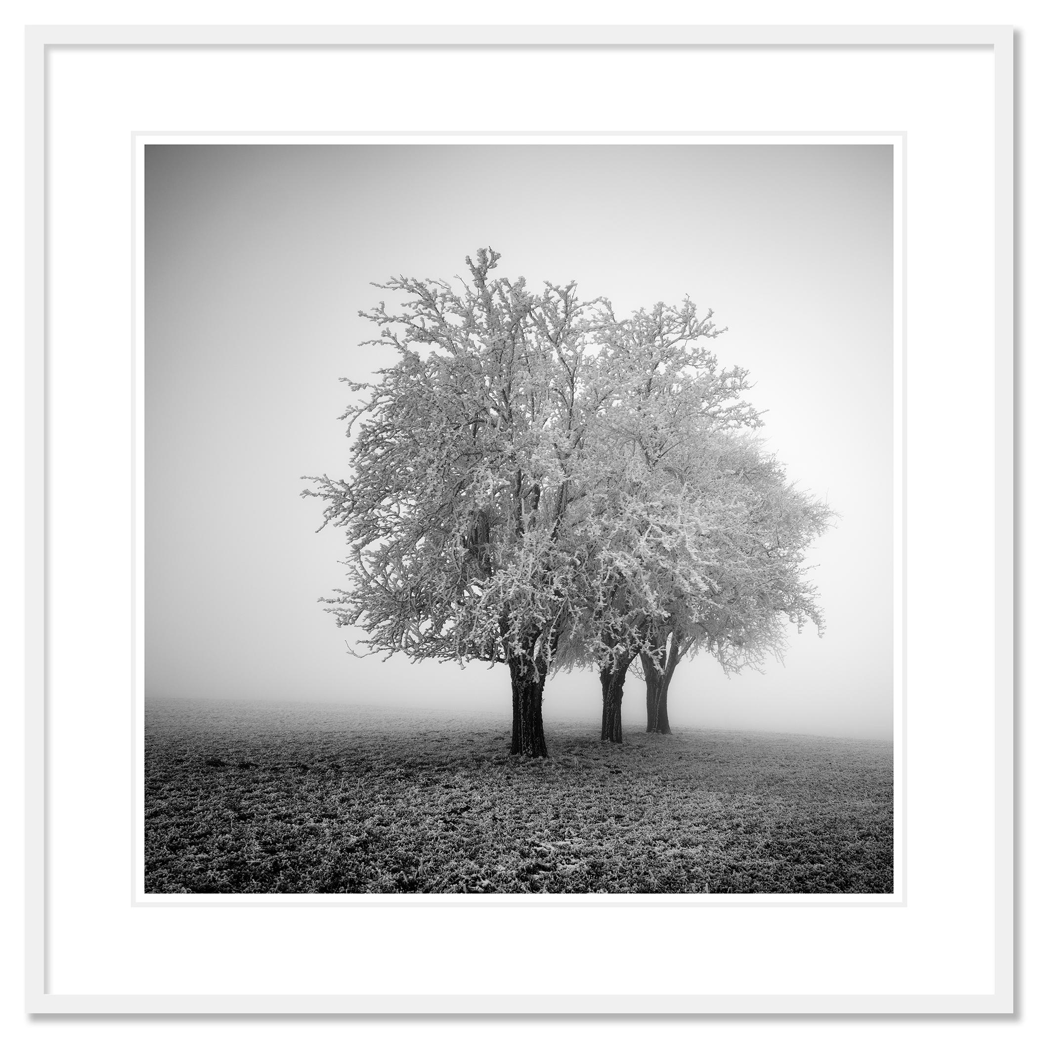 Frozen Apple Trees, Winter Farmland, Hoarfrost, minimalist For Sale 1