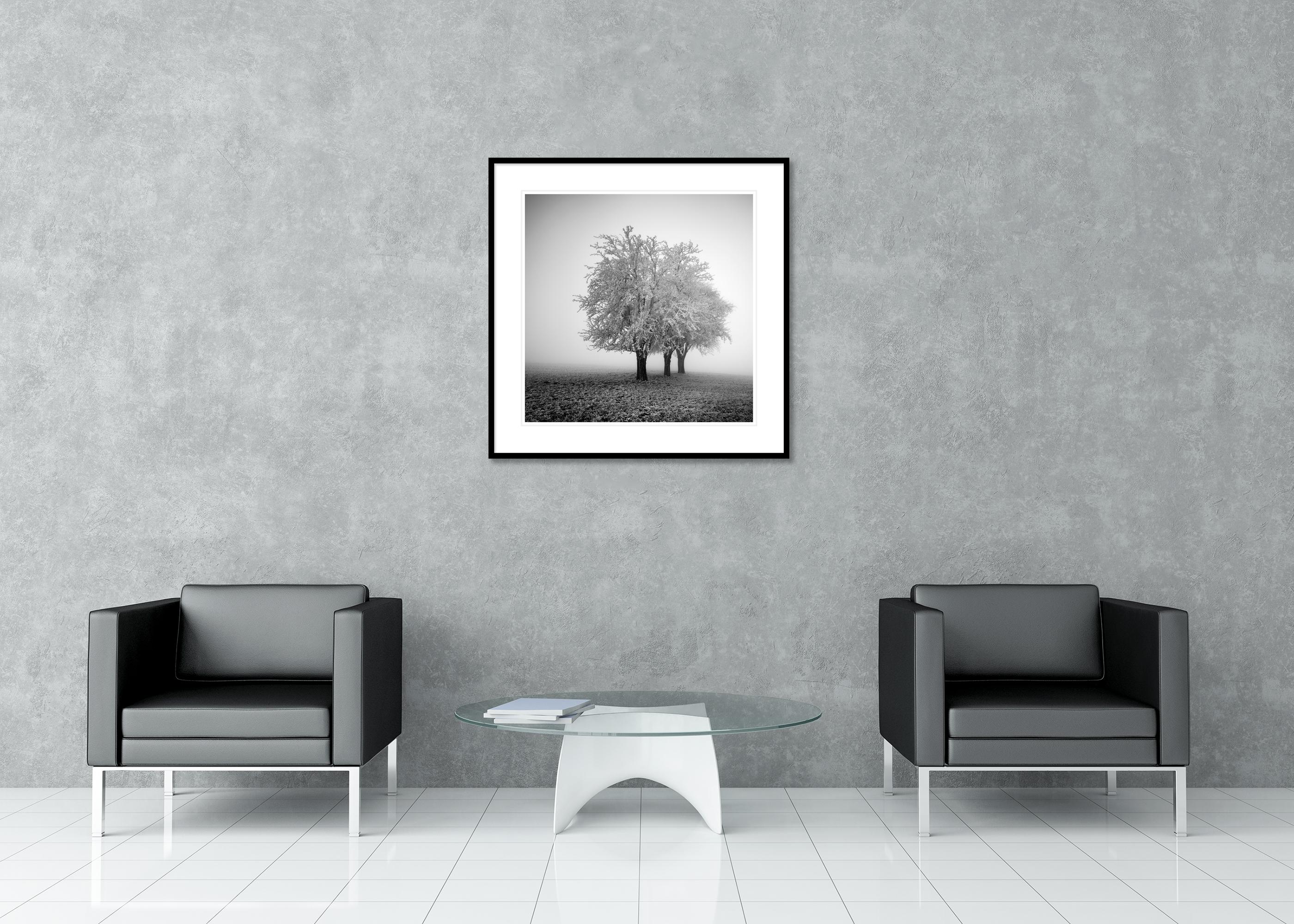 Frozen Apple Trees, Winter Farmland, Hoarfrost, minimalist For Sale 2