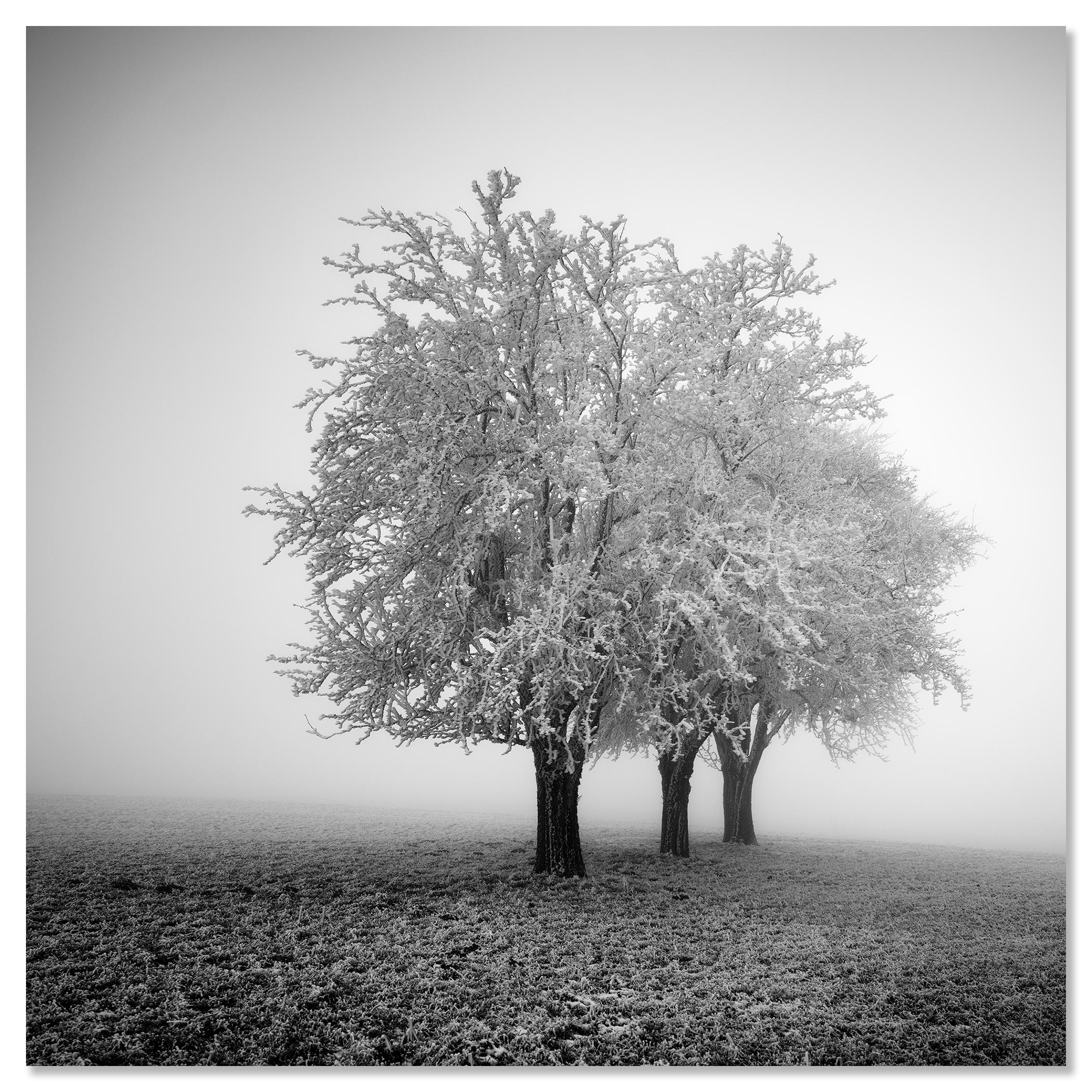 Frozen Apple Trees, Winter Farmland, Hoarfrost, minimalist For Sale 3