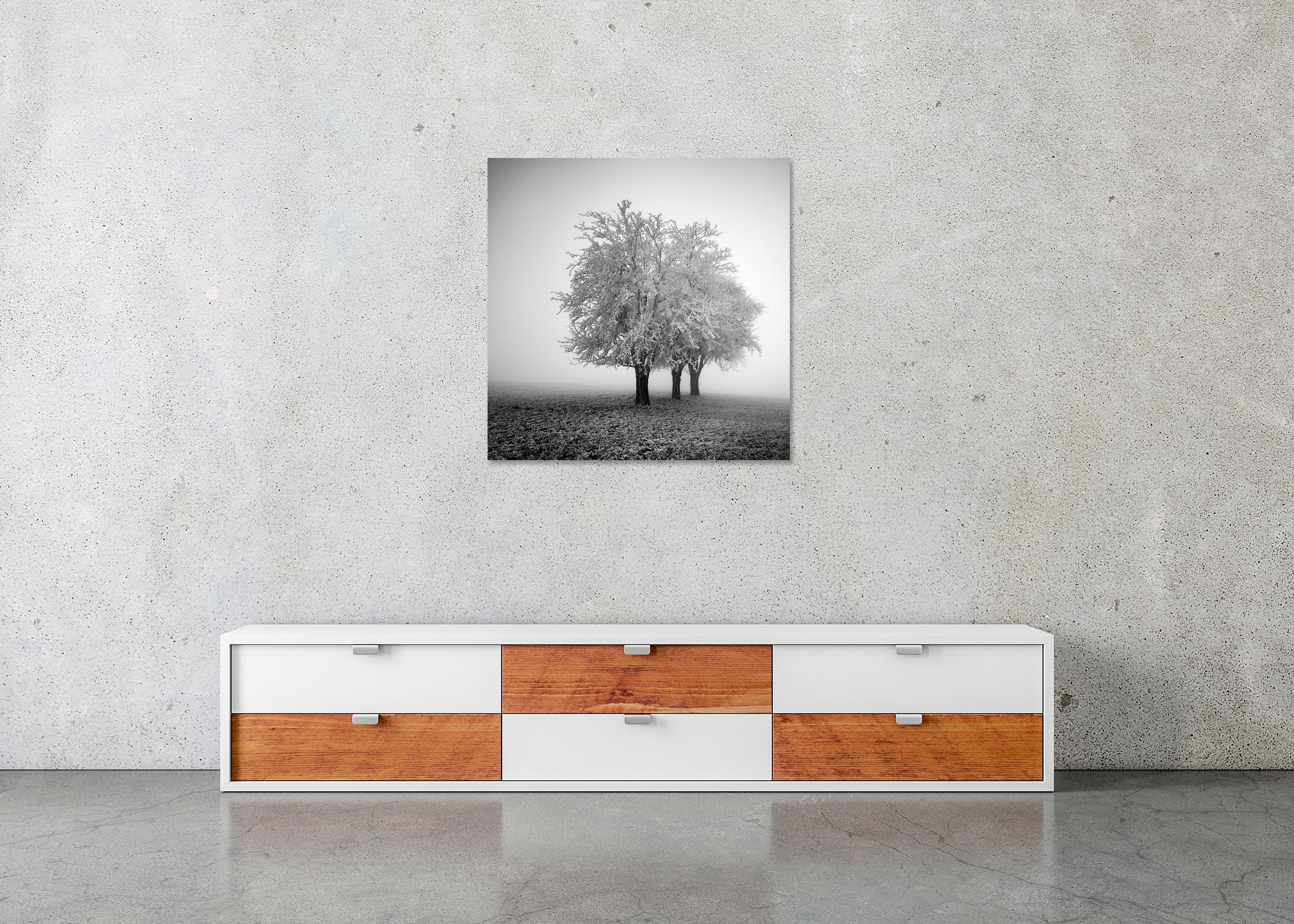 Frozen Apple Trees, Winter Farmland, Hoarfrost, minimalist For Sale 4