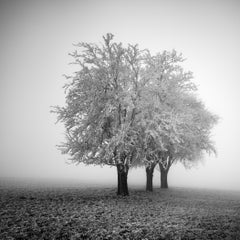 Frozen Apple Trees, Winter Farmland, monochrome photo, limited edition art print