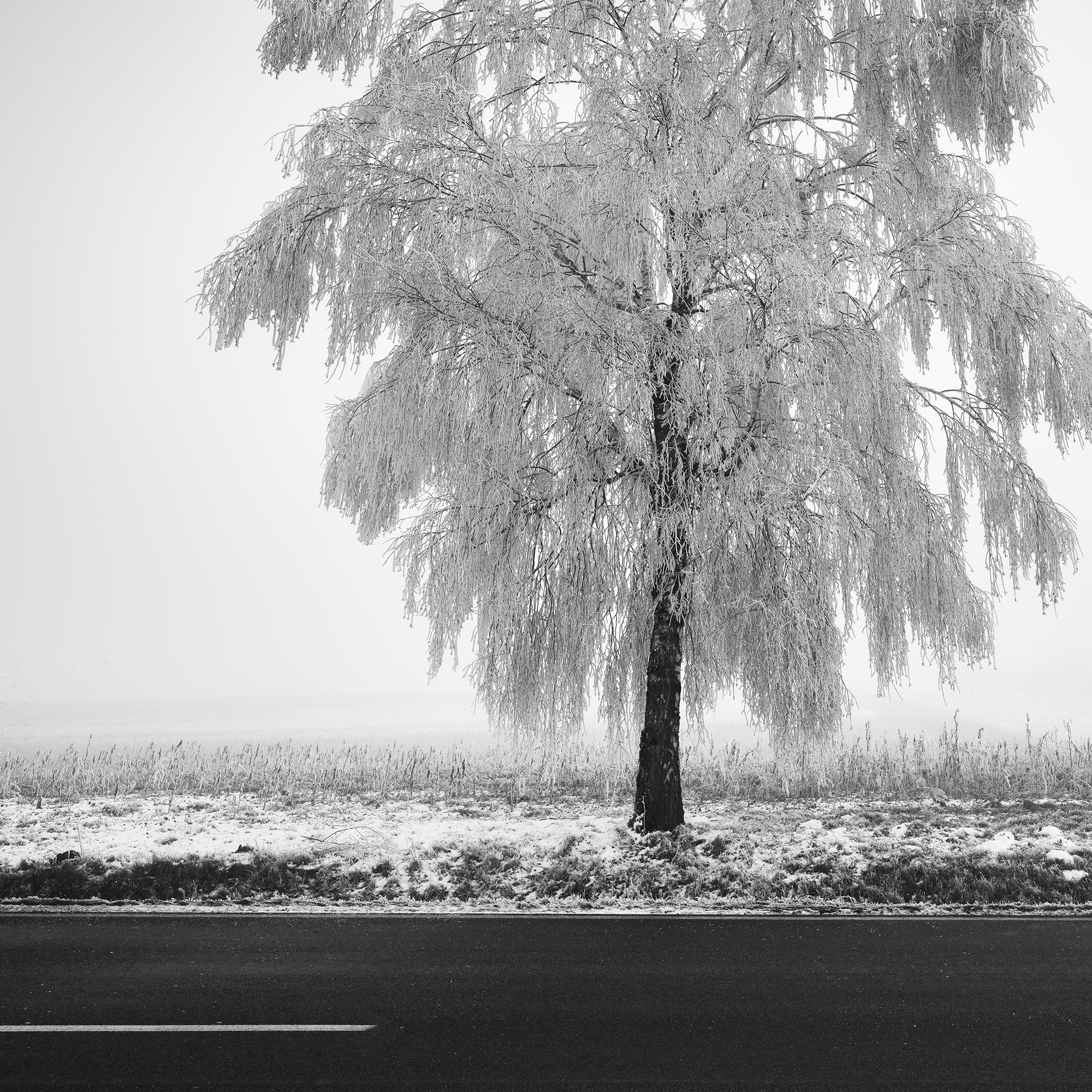 Tree de bouleau glacé, photographie minimaliste, paysage d'hiver, édition limitée en vente 5