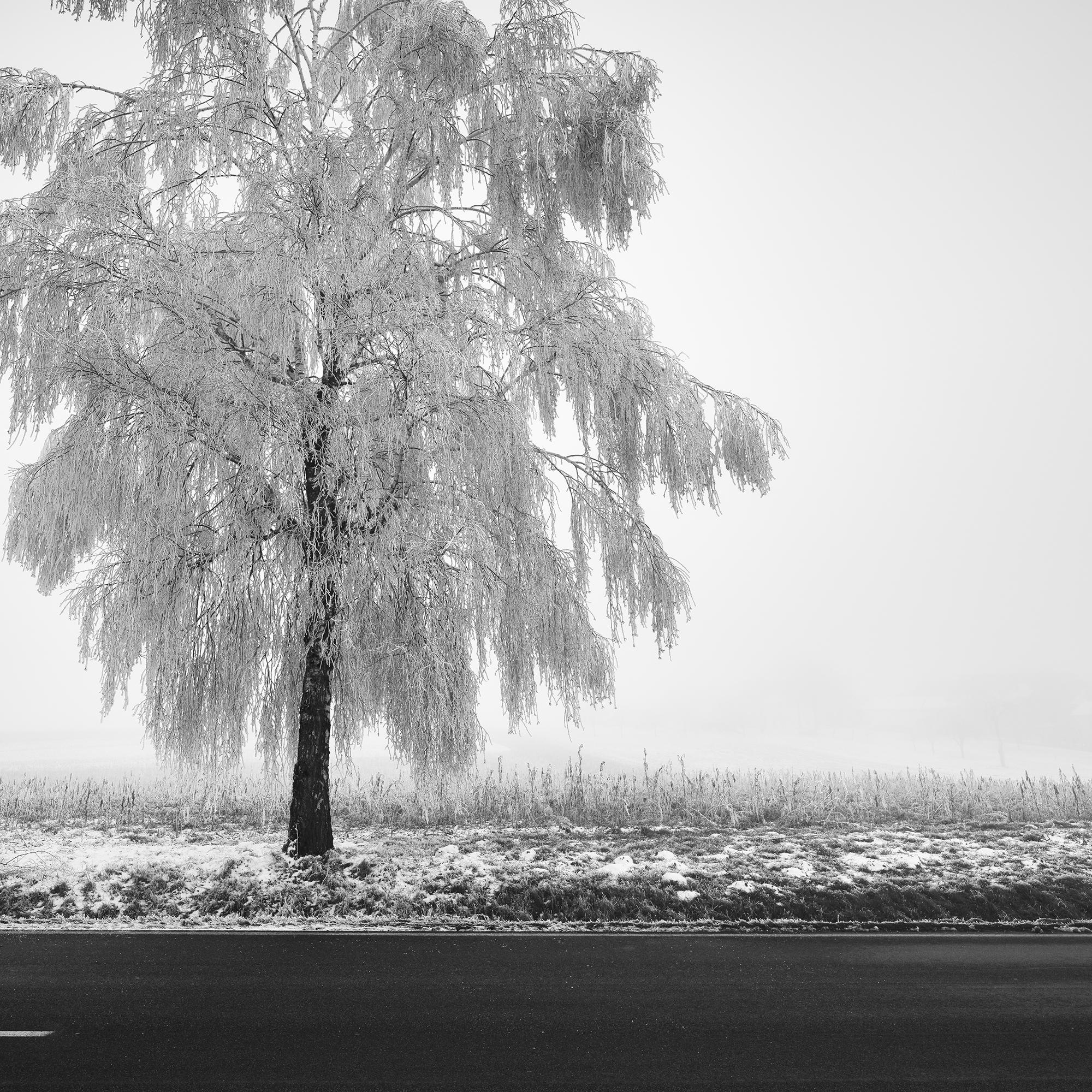 Tree de bouleau glacé, photographie minimaliste, paysage d'hiver, édition limitée en vente 6