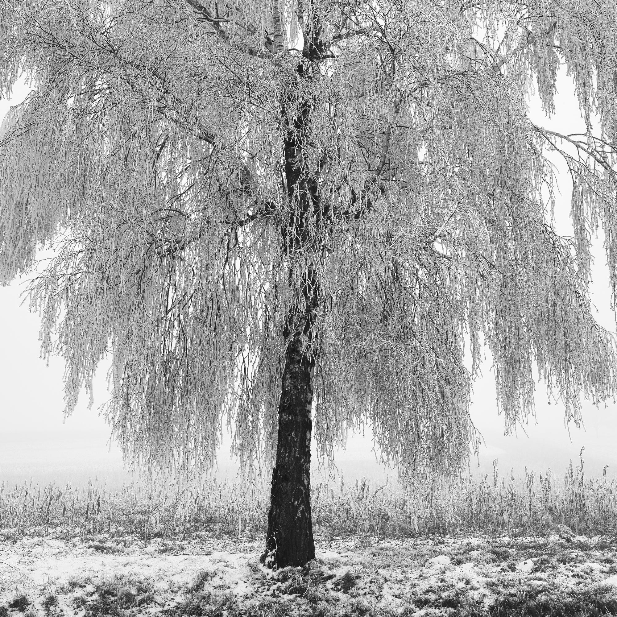 Tree de bouleau glacé, photographie minimaliste, paysage d'hiver, édition limitée en vente 7