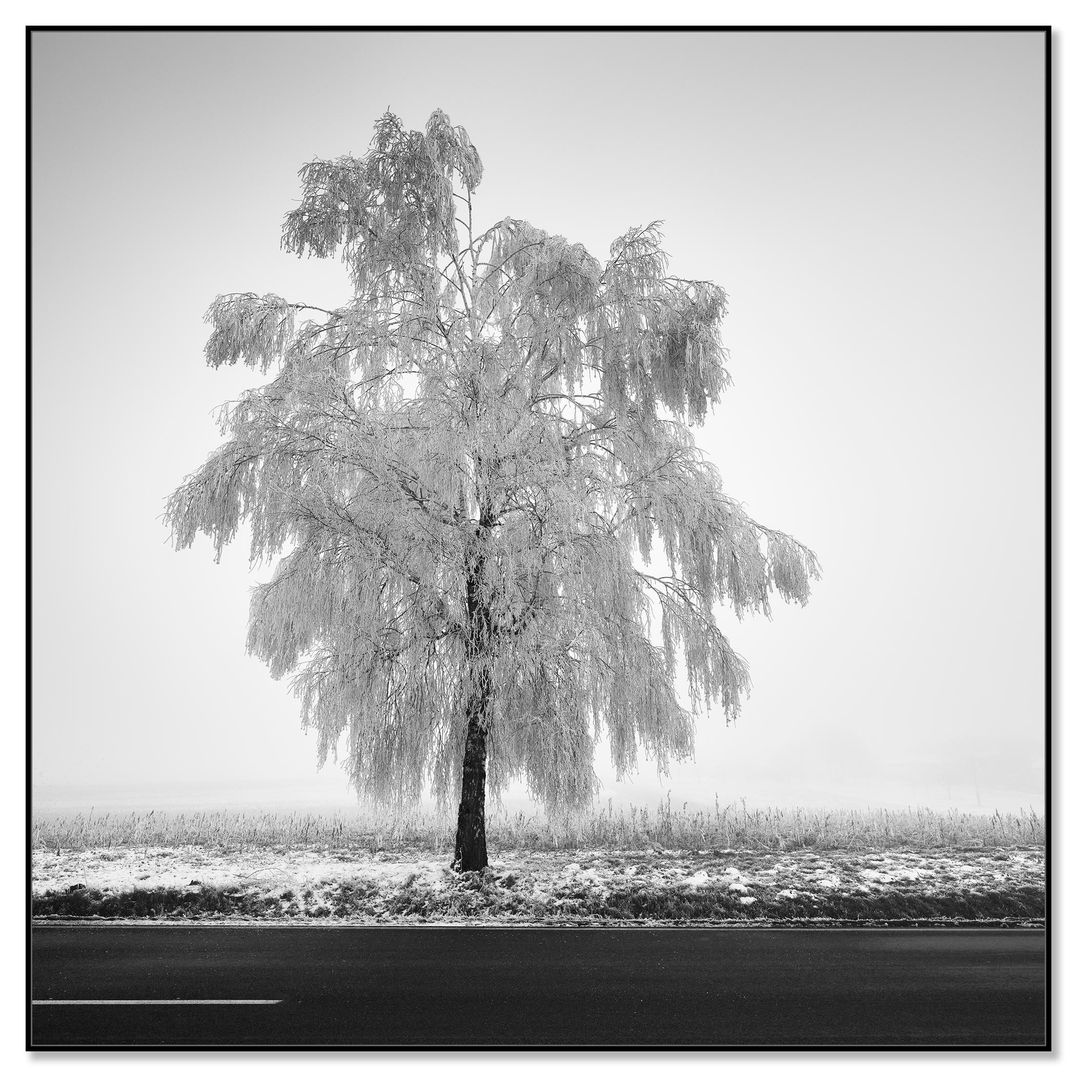 Tree de bouleau glacé, photographie minimaliste, paysage d'hiver, édition limitée - Photograph de Gerald Berghammer