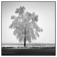 Frozen Birch Tree minimalist photograph winter landscape limited edition