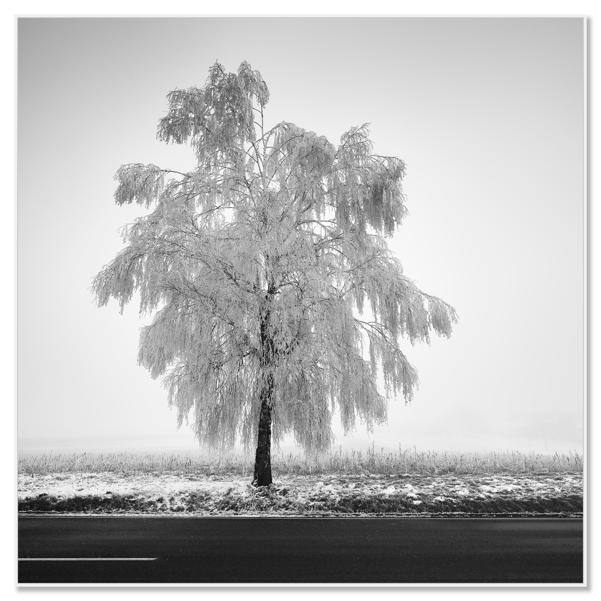 Tree de bouleau glacé, photographie minimaliste, paysage d'hiver, édition limitée - Contemporain Photograph par Gerald Berghammer
