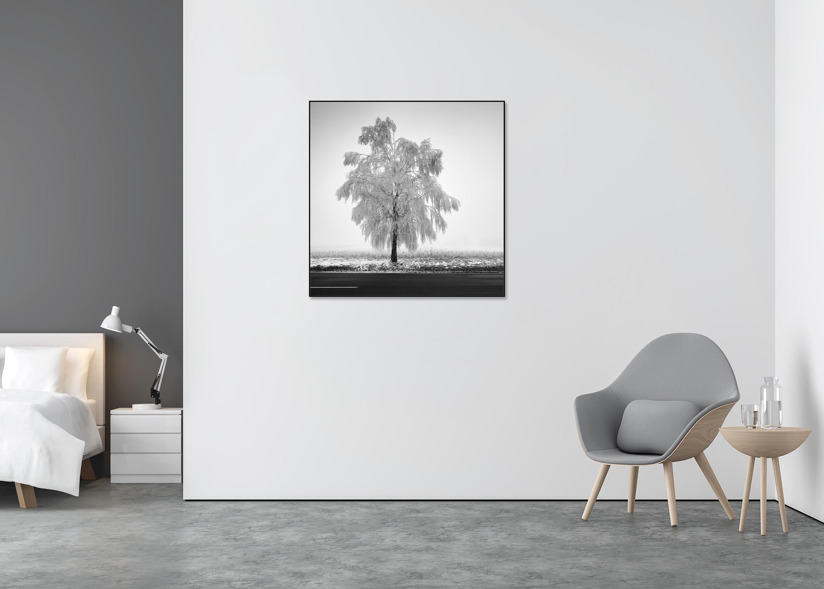 Tree de bouleau glacé, photographie minimaliste, paysage d'hiver, édition limitée - Gris Black and White Photograph par Gerald Berghammer