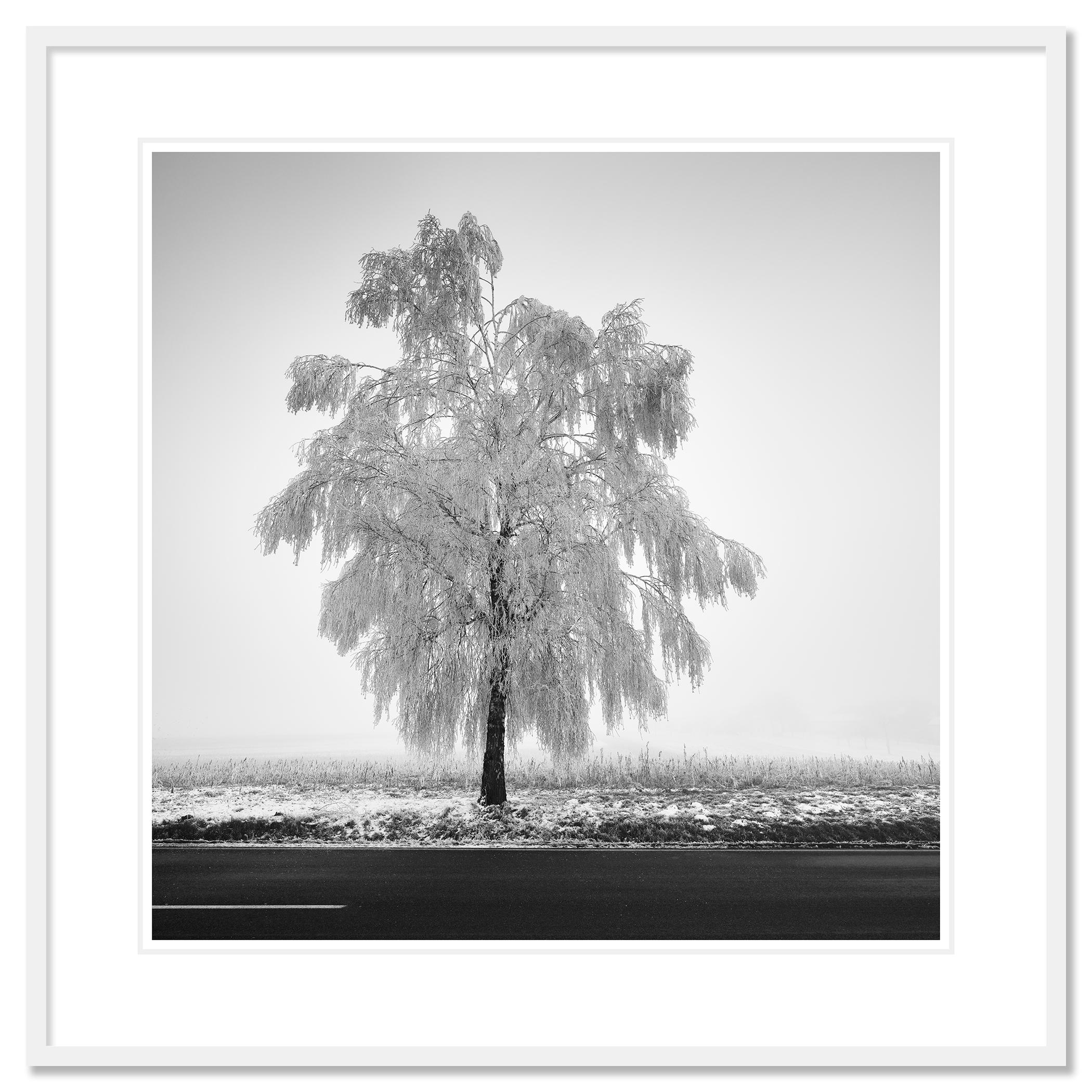 Tree de bouleau glacé, photographie minimaliste, paysage d'hiver, édition limitée en vente 1